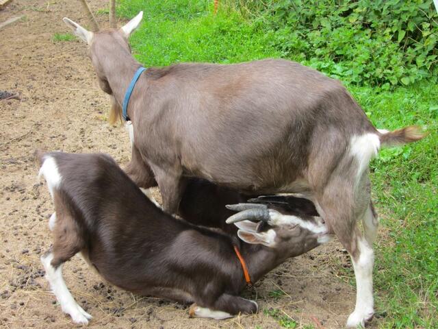 Heute schmeckt Mamas Milch besonders sahnig und lecker