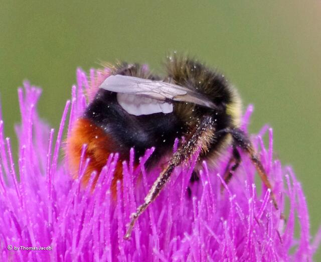 Bepuderte Steinhummel :-)