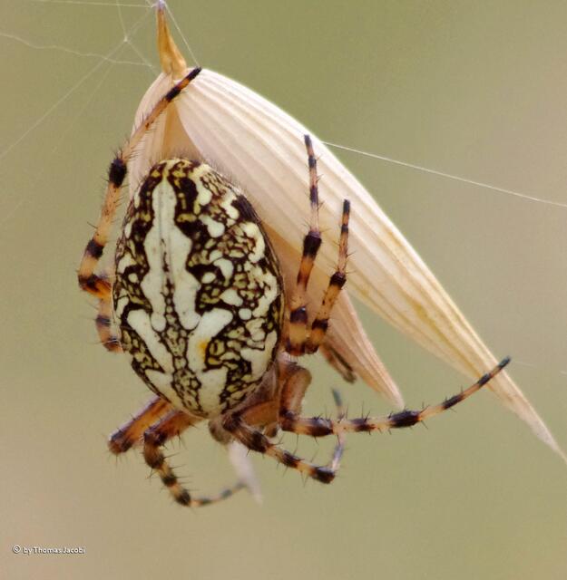 Eichblatt-Radnetzspinne (Aculepeira ceropegia)
