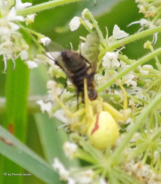 Hier hat eine Veränderliche Krabbenspinne (Misumena vatia) eine Fliege fest im Griff.
