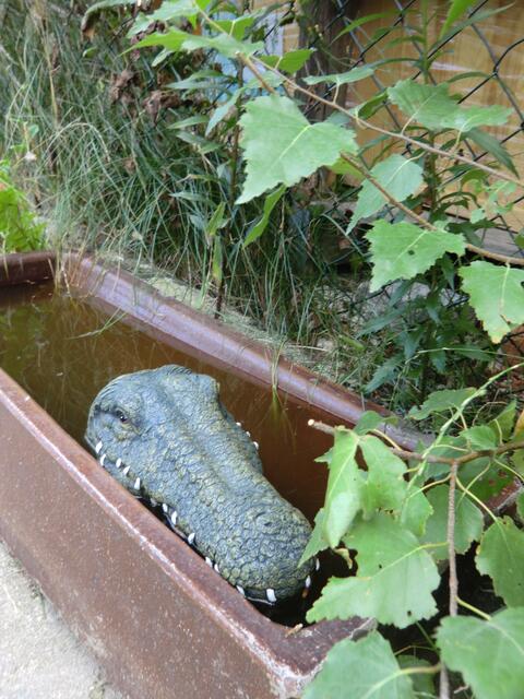 "Krokodile in der Schmutter"gibt´s au bald in einer Ausstellung hier zu sehen