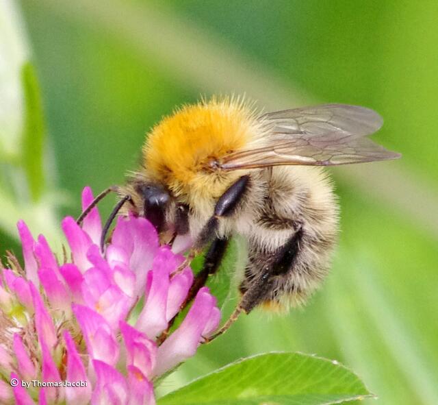 Ackerhummel