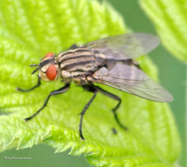 Fleischfliege