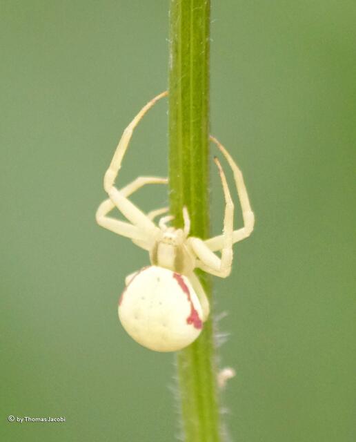 Die Veränderliche Krabbenspinne noch einmal allein.