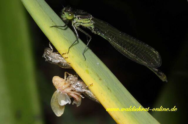 Zwei "Babies" an einem Grashalm: Großes Granatauge (Erythromma najas) oben und Binsenschmuckzikade (Cicadella viridis) unten.