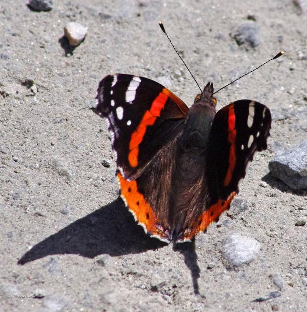 ...seine Flügel etwas weiter auf, wobei er hier schon wieder in der prallen Sonne saß.