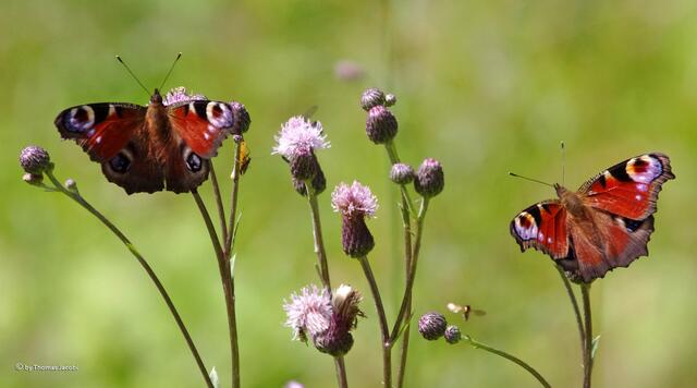 Hier gleich mal im Doppelpack. Die kleine Schwebfliege wollte auch mal so aussehen. :-))