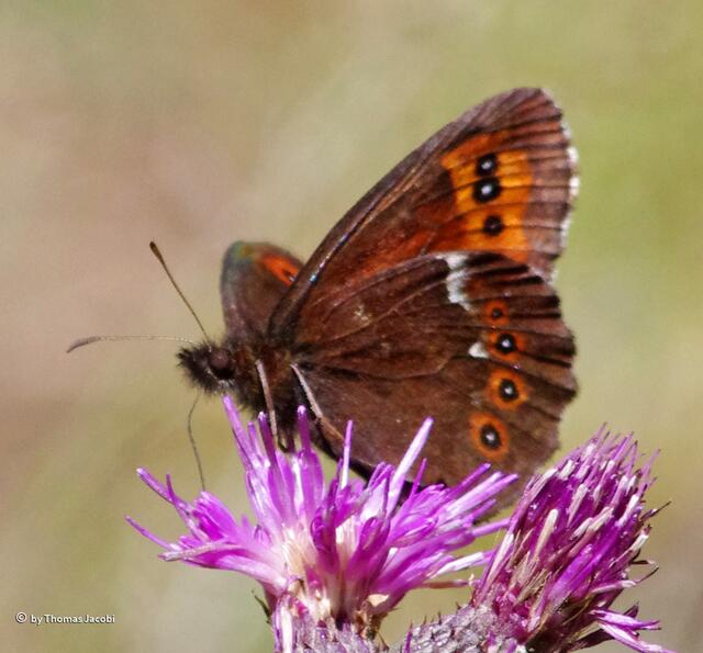 ...Distel.