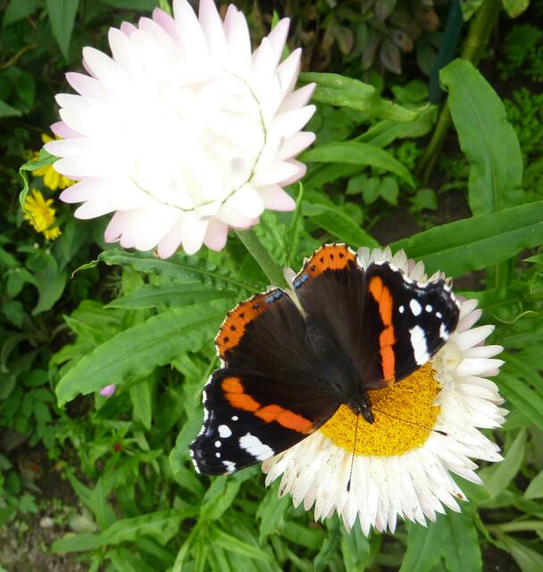 Hat der ADMIRAL im NOLDE-Garten MICH vefolgt oder ich IHN? ... werner hahn