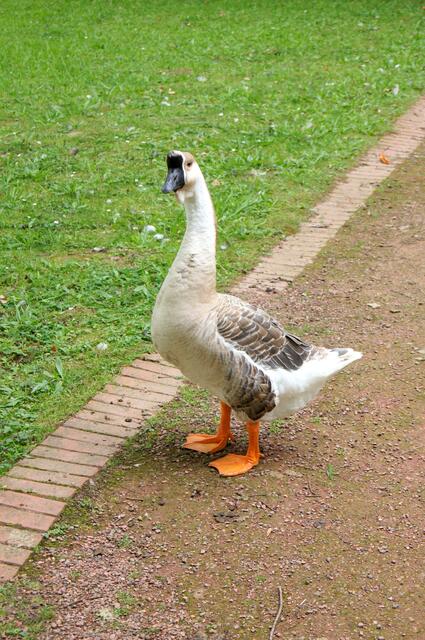 Pekingente, einmal lebend