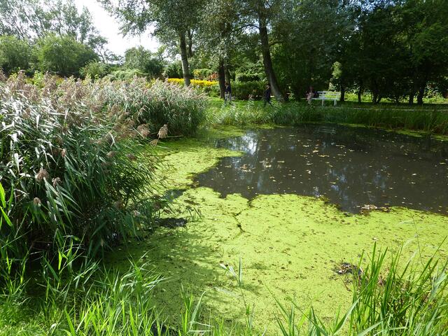 Zauberhaft: Werner Hahn: Performance - Statt zur dOCUMENTA (13) (=DOGumenta 13 - CCB, BakargieviADE / letzte LEIFELDiADE) in EMIL NOLDEs GARTEN (Nolde Stiftung Seebüll (Museum)): Kleinod GARTEN-Kunstwerk als GEMÄLDE - kulturell ... evolutionär ... ENR