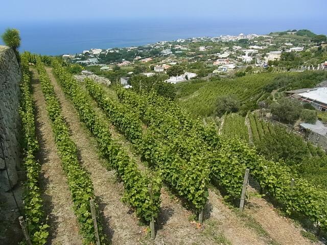 Weinanbau auf Ischia, hier im Weingut Cantine Muratori