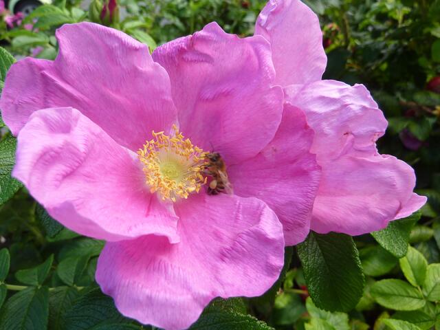 NICHT im NOLDE-Garten zu sehen: verbreitete Kartoffel-Rose (Rosa rugosa), auf der Insel mittlerweile auch als Syltrose bezeichnet, ist erst durch Menschenhand als Zierpflanze auf die Insel gelangt. Sie stammte ursprünglich aus Kamtschatka.  werner hahn bild