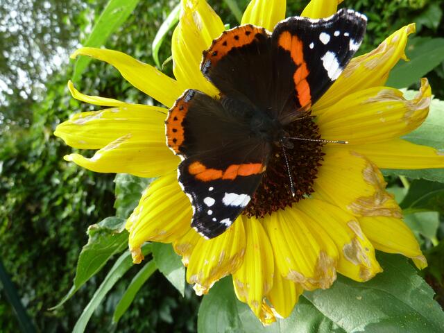 wernerhahn performance NOLDE Garten: Vorder- und Hinterflügel des BILATERAL-SYMMETRISCHEN Admirals bilden eine EINHEIT. Die prächtige Flüge-OBERSEITE wird gezeigt, um ... ???