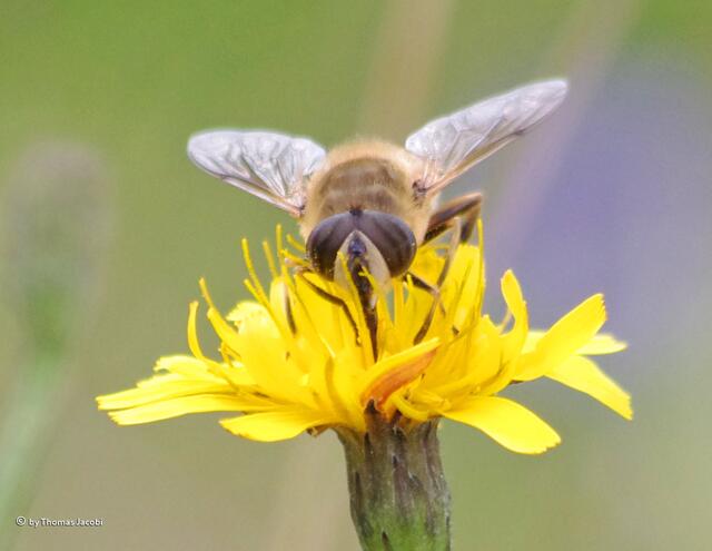 ...die Augen der Fliegen.