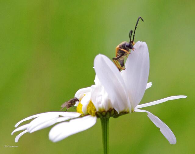 Da hat sich noch eine Fliege mit ins Bild gedrängt. :-)
