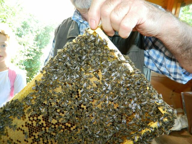 ... sogar dien Königin vom Bienenvolk lässt sich sehen!