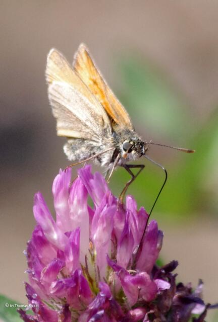 ...kleine Schmetterlinge. :-)