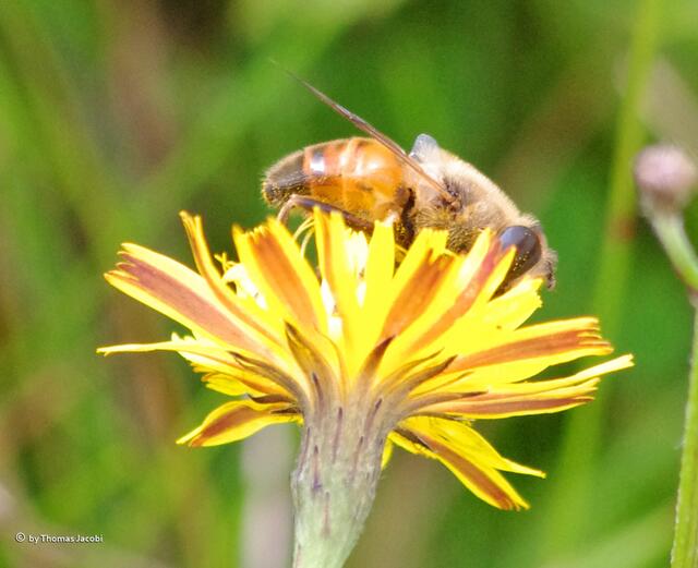 Eine Keilfleckschwebfliege auf einer Blüte.