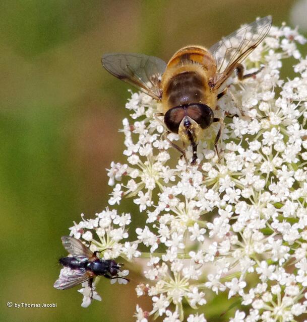 ...nach einer kleinen Fliege. :-)