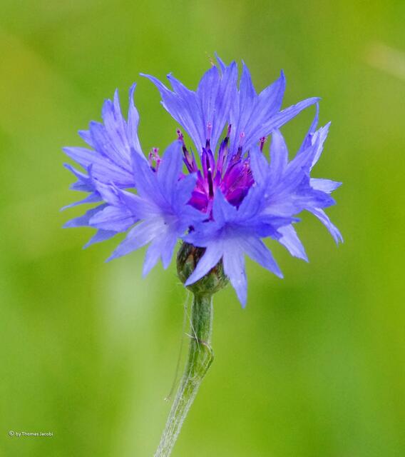 Kornblume