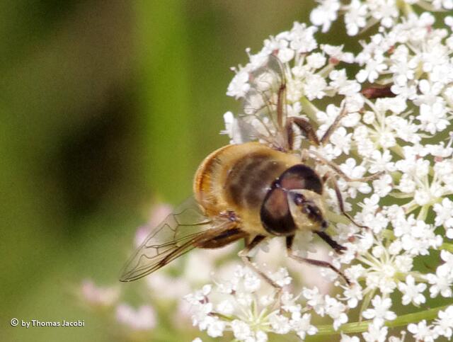 Eine Keilfleckschwebfliege...