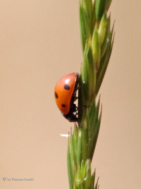 ...einen Grashalm hinab. :-)