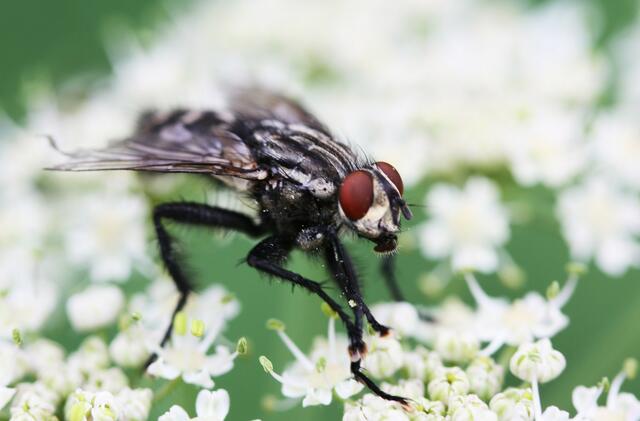 Fleischfliege