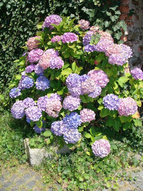 Hortensie