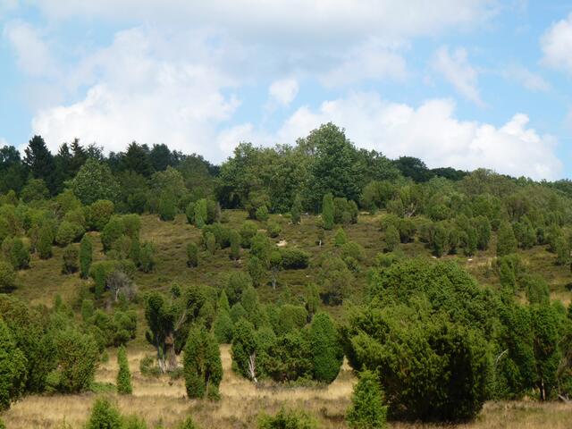 Am Wilseder Berg