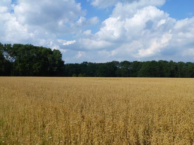 Blick über ein goldengelbes Haferfeld