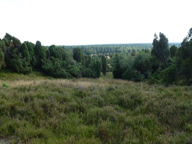 Am Wilseder Berg - die Heide beginnt zu blühen