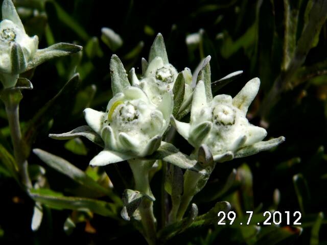 Edelweiss
