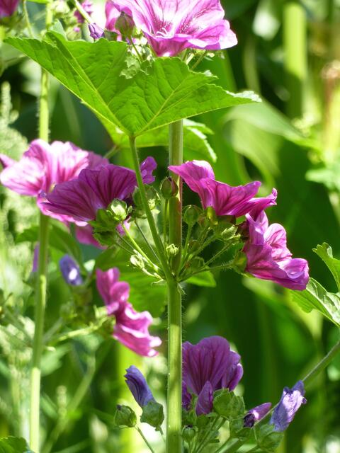 Die Malven stehen in voller prächtiger Blüte.