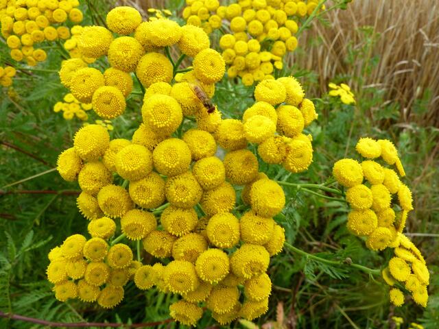 Gelbe Pracht des Rainfarns