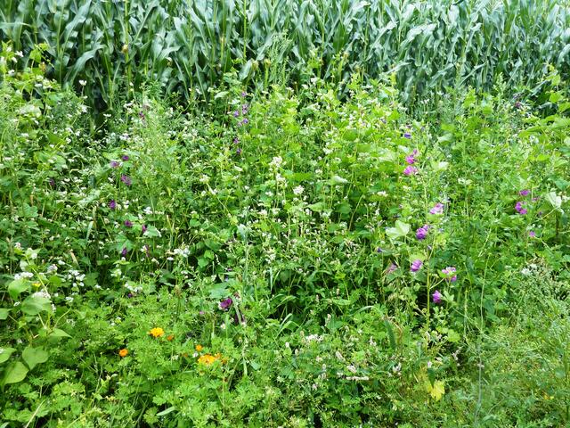 Bunte Wiese vor einem Maisfeld