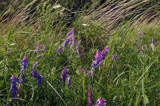 Am Ufer wachsen salzliebende Planzenarten (Echter Sellerie, Wiesen-Wasserfenchel, der giftige Gefleckte Schierling – nicht auf dem Foto).