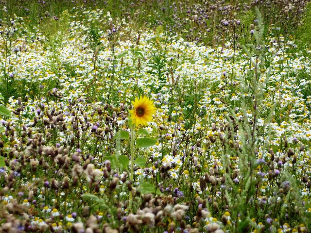 Einsame Sonnenblume inmitten einer bunten Vielfalt
