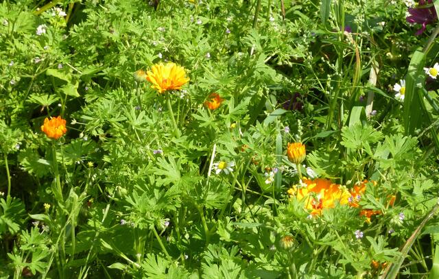 Ringelblumen strahlen mit der Sonne um die Wette.