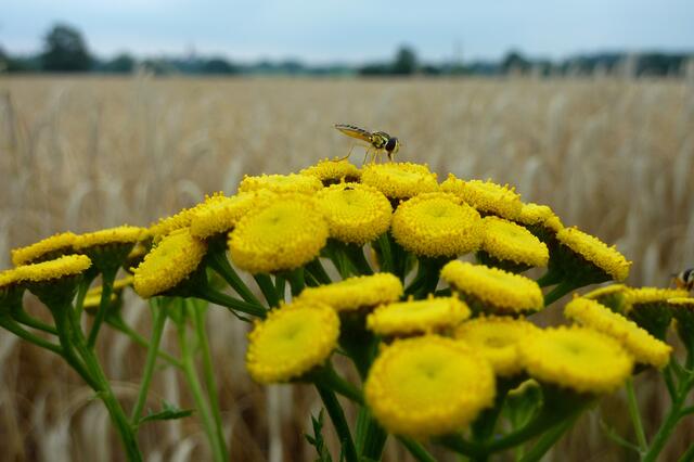 Schwebfliege auf Rainfarn