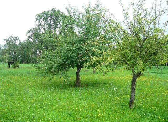 Steuobstwiesen