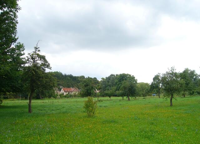 Streuobstwiesen