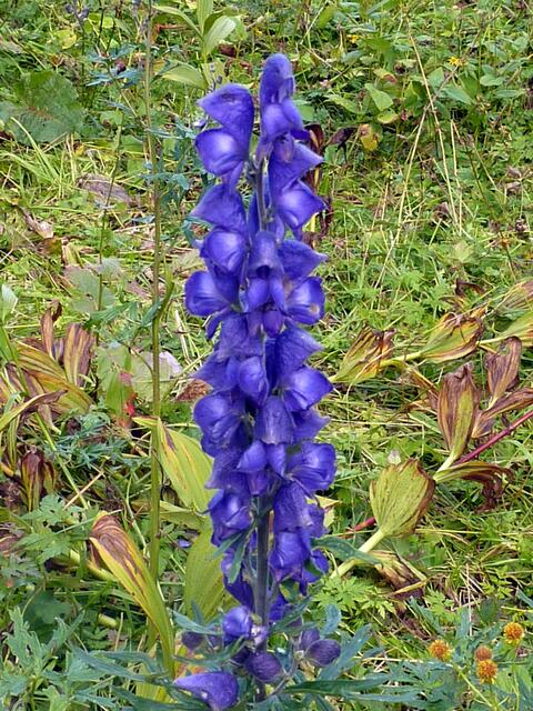 Blauer Eisenhut in voller Blüte, gesehen am Unteren Gaisalpsee