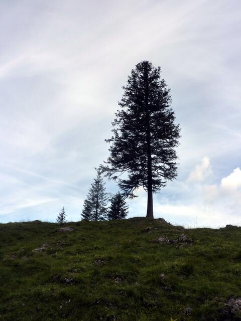 Charly-Ann und der Baum