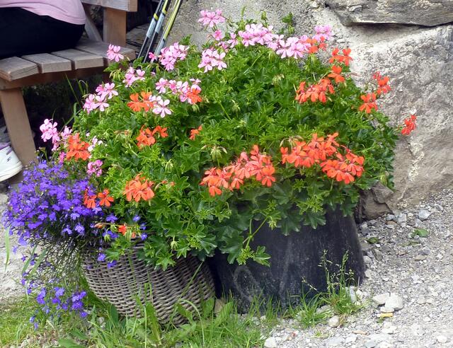 Charly-Ann übt sich bereits im Fotografieren der Blumen auf der Unteren Richteralpe