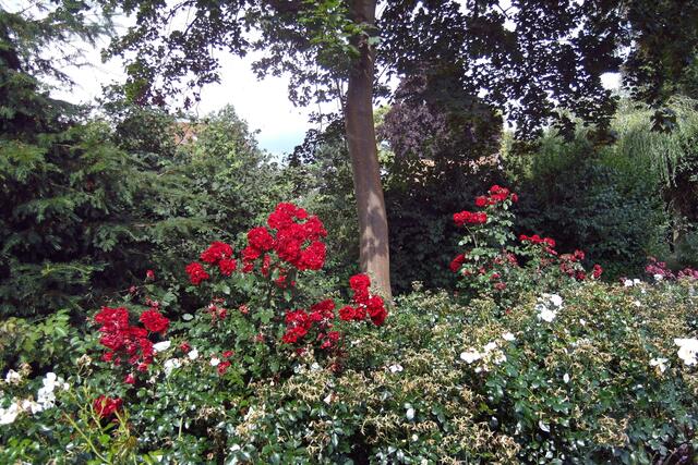 Der Rosengarten wurde bereits 1928 auf dem Areal zwischen der Straße "Am Rosengarten" und der Promenade am Großen Eutiner See angelegt.