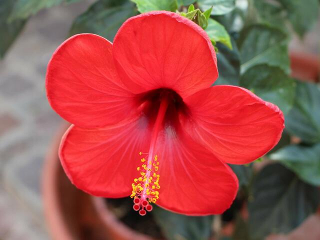 Hibiskusblüten - da konnte ich nicht anders und musste es festhalten
