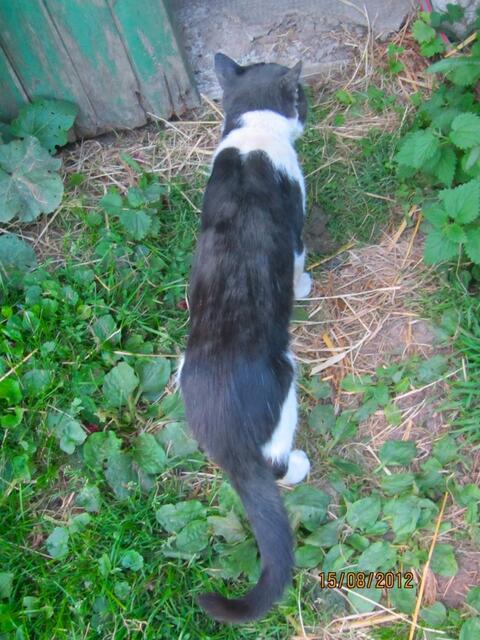 Sind die Ziegen noch hier im Stall? Ich gehe mal nachsehen.