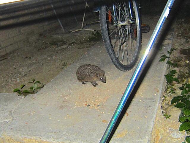 Nanu, wen haben wir denn da - unseren Bauernhof-Baustellen-Igel!
