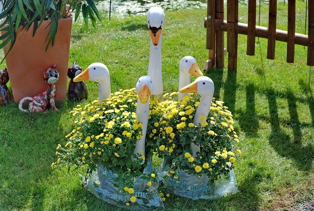Blühende Gänse !!!